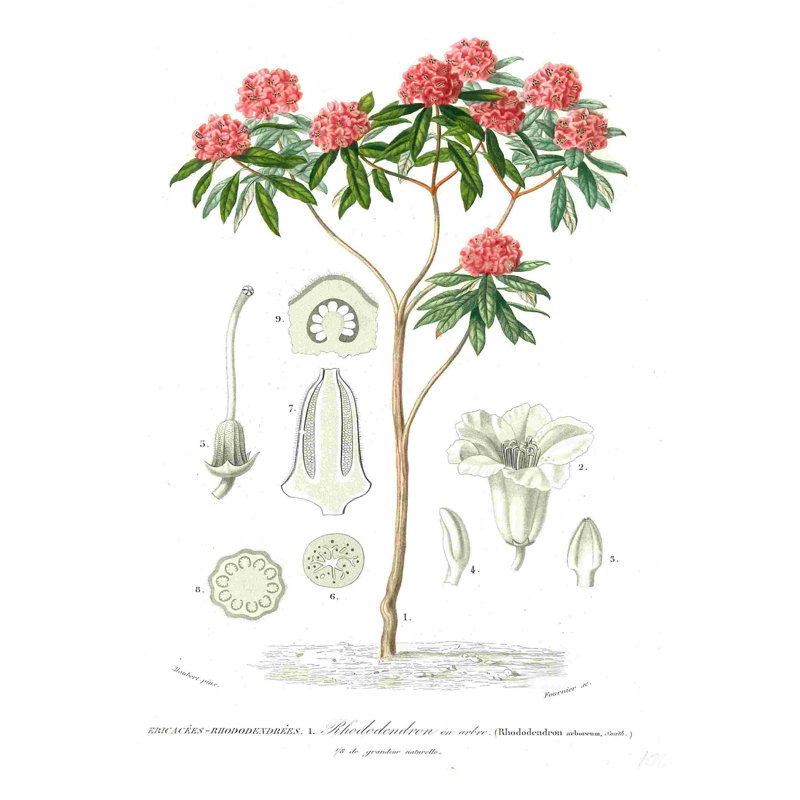 " Rhododendron ", 12" H x 8" W  