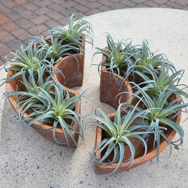 Umbrella Planter