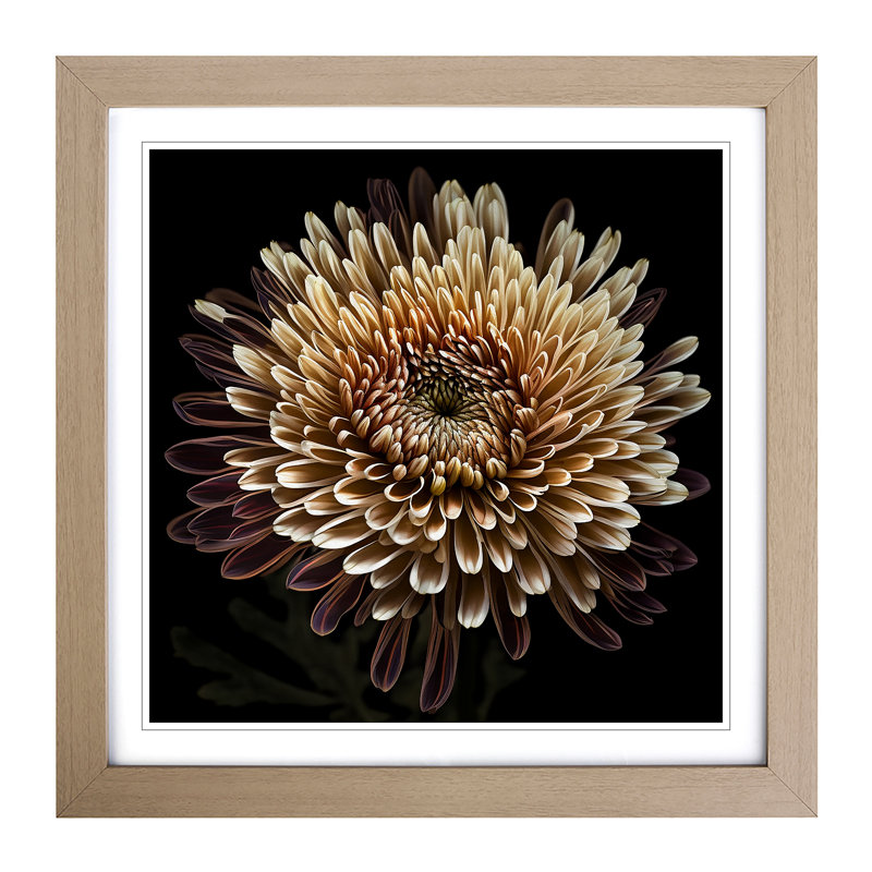 Chrysanthemum Photograph No.1 - Framed Print, Oak