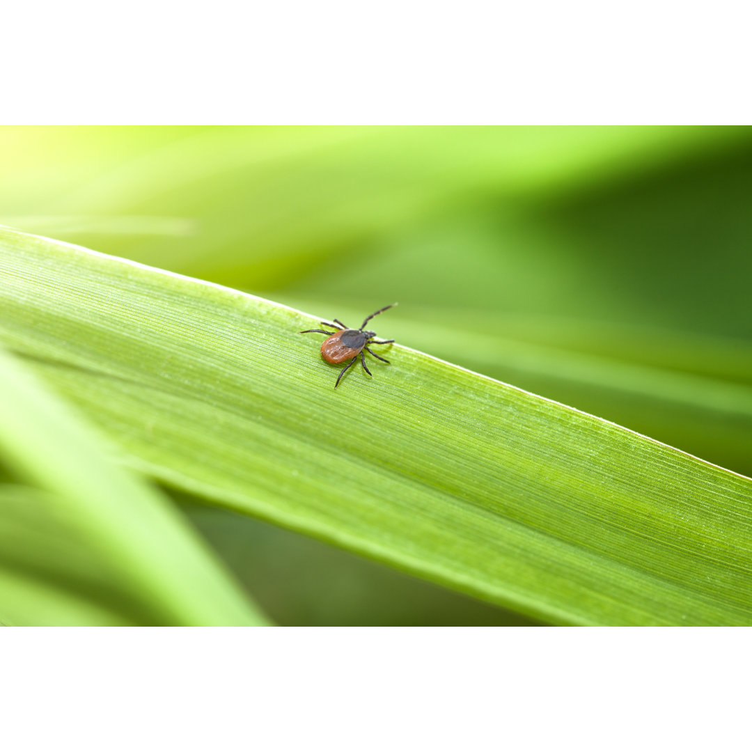 Zecke auf Gras von Avalon_Studio - Druck