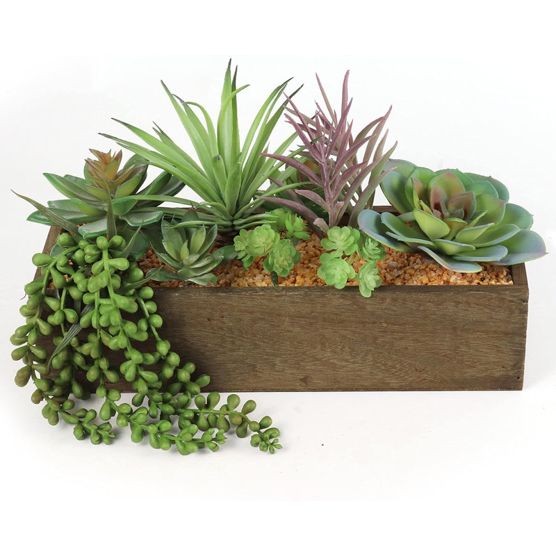 Anre Succulent Arrangement