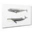 Californian Grey & Finback Whale by C.M. Scammon - Wrapped Canvas Painting-55304197