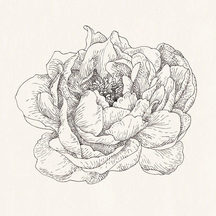 V, impression sur toile tendue Pen And Ink Florals, H 12 po x l 12 po x P 1,5 po, Toile tendue, Pas de tapis