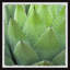 Pointy Leaves - Single Picture Frame Painting-1477133999