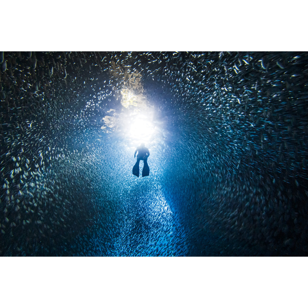 Silhouetted Free Diver Swimming von Philip Thurston - Leinwandbild