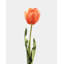 Tulipe blanc crème 22,5 po-240819715
