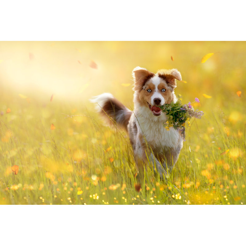 Australian Shepherd by Leoba - Wrapped Canvas Print, 30cm H x 46cm W