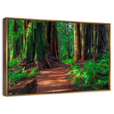 Redwood Forest Path