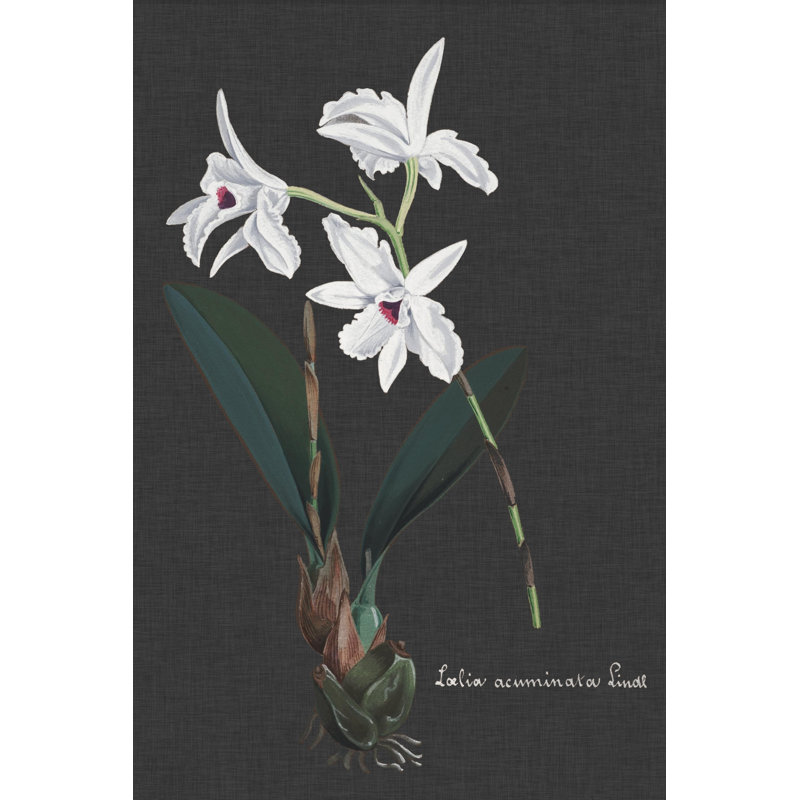 Orchid On Slate V by Vision Studio - Wrapped Canvas Painting, 30cm H x 20cm W