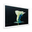 Gros plan sur une fleur blanche tendre - reproduction sur toile avec cadre flottant-1981448999-1981449018
