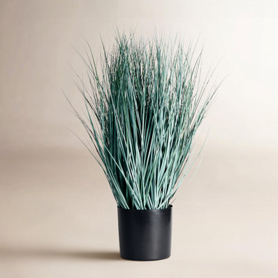 32" Oat Grass in Pot