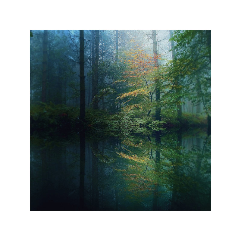 The Forest by Adelino Goncalves - Wrapped Canvas Print, 66.04 cm H x 66.04 cm W x 1.91 cm D