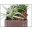 Ensemble de 2 plantes succulentes artificielles, 25 cm de hauteur, avec pots en bois brun pour une décoration de table moderne