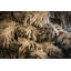 Snow Crest Spruce 7.5ft Tree with 650 Warm White LED