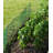 12 Foot Modular Garden Fence System