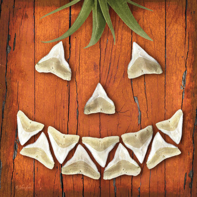 Bord de mer Jack O'Lantern