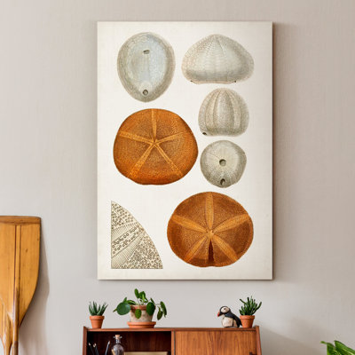 " Coastal Curiosity II "