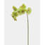Green Phalaenopsis Orchid 33"-97239944-97239945