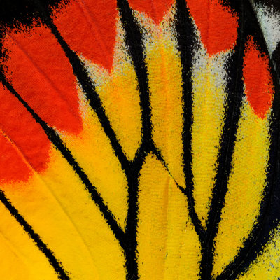 Painted Jezebel - Wrapped Canvas Print