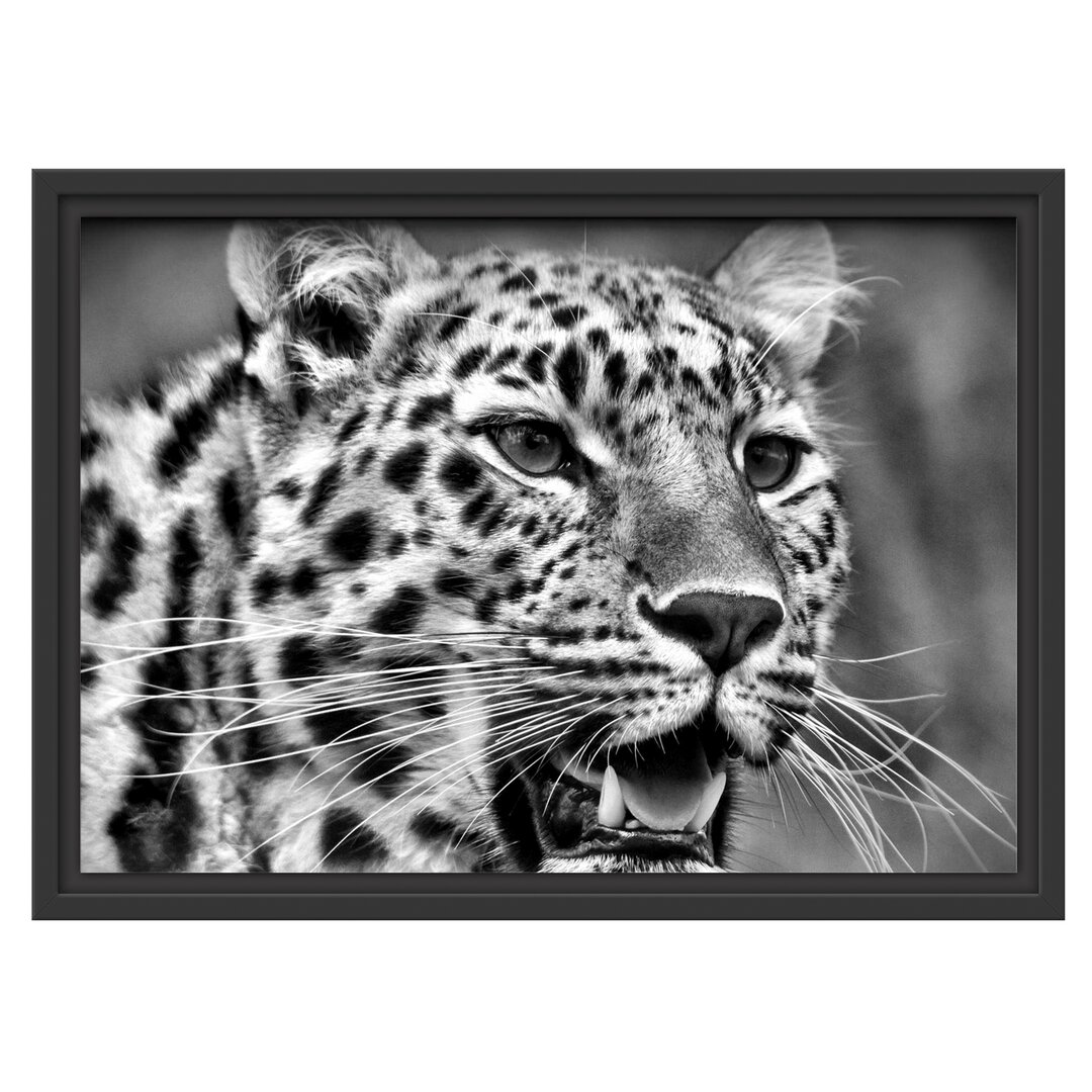 Gerahmtes Wandbild ausgewachsener Leopard