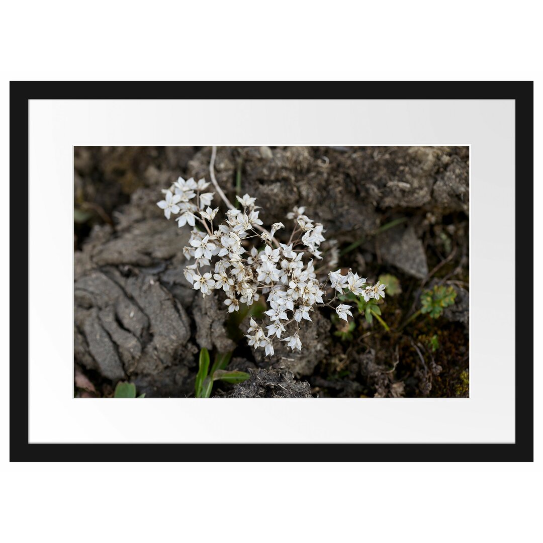 Gerahmtes Poster Kleine weiße Sternblumen