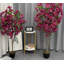 120cm Bougainvillea Plant