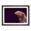 Red & Purple Iguana Lizard - Picture Frame Photograph Print-55597947-55597948