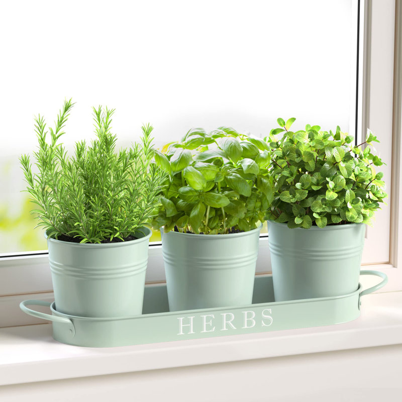 Ensemble de jardinières d'intérieur avec plateau, Menthe douce