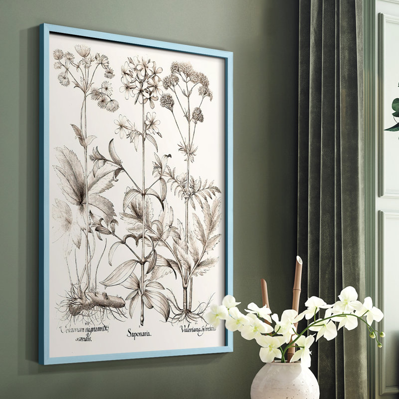 Sépia Besler Botanicals VII, reproduction encadrée - bois massif, Bleu, H 10 po x l 8 po