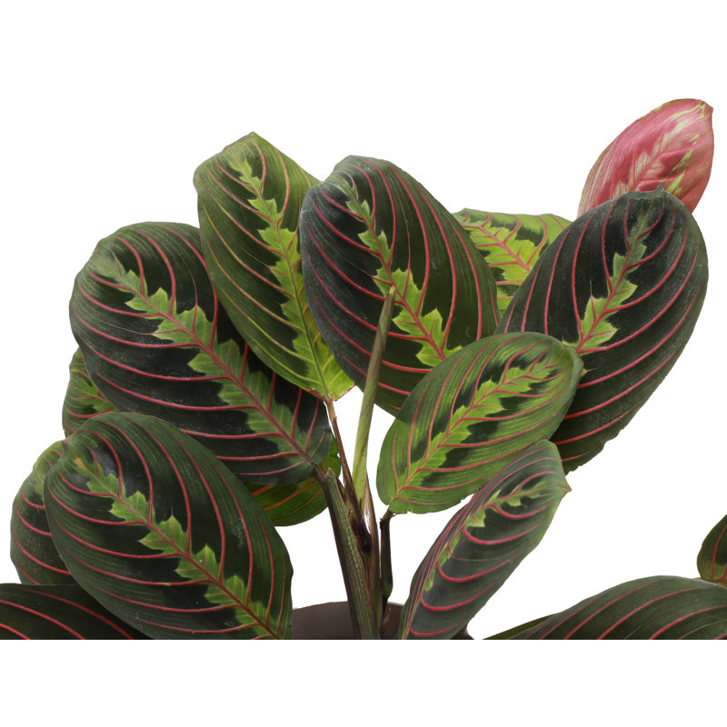Live Red Prayer Plant in Classic Pot, Gold