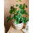 22'' Faux Banyan Tree Tree