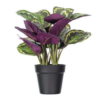 16.1 Plante