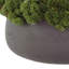 Sedum disposée en pot de fibres-799681662-799681663