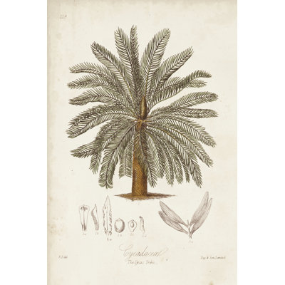 Antique Tropical Palm I by Elizabeth Twining - Wrapped Canvas Print