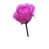 Brigh Pink