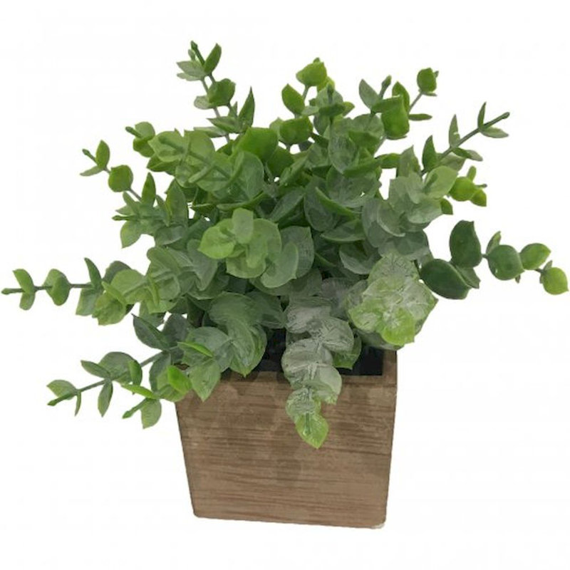 Eucalyptus en pot