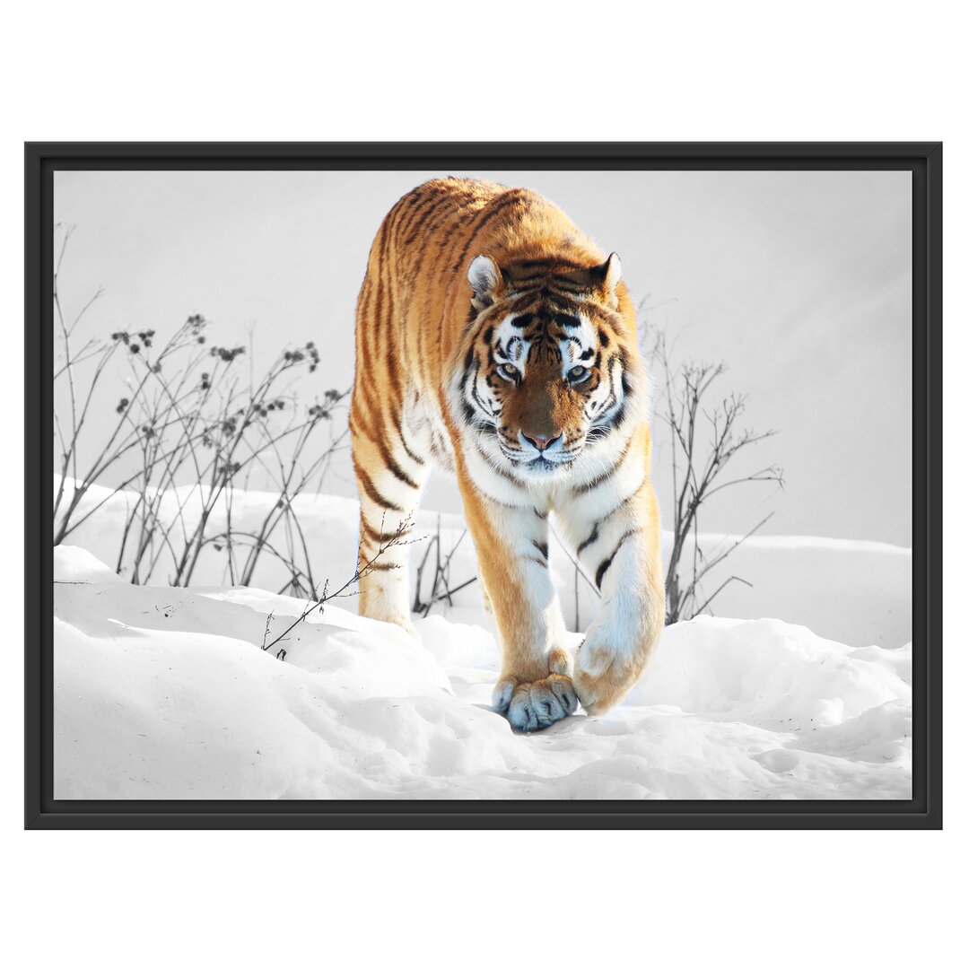 Gerahmtes Wandbild Großer wilder TigerSchnee