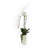 Orchid Arrangement in Vase