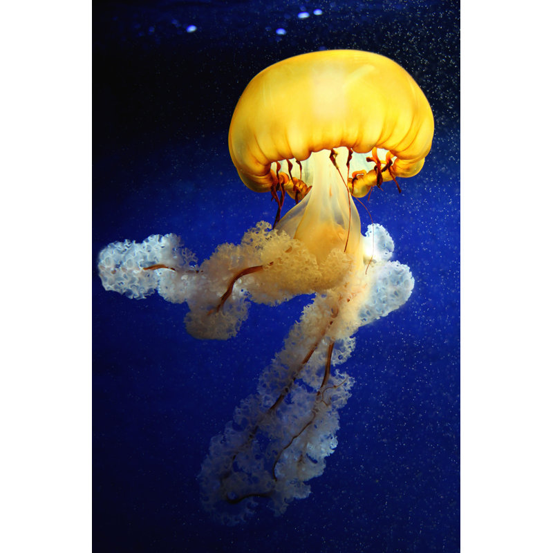 Jellyfish by Matteusus - Wrapped Canvas Print, 30cm H x 20cm W