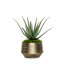 1 Plant