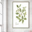 Herbe et basilic - Peinture-715697511-715697506