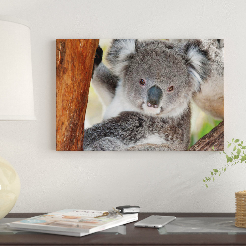 'Koala, Victoria, Australia' Photographic Print on Canvas East Urban Home Mat