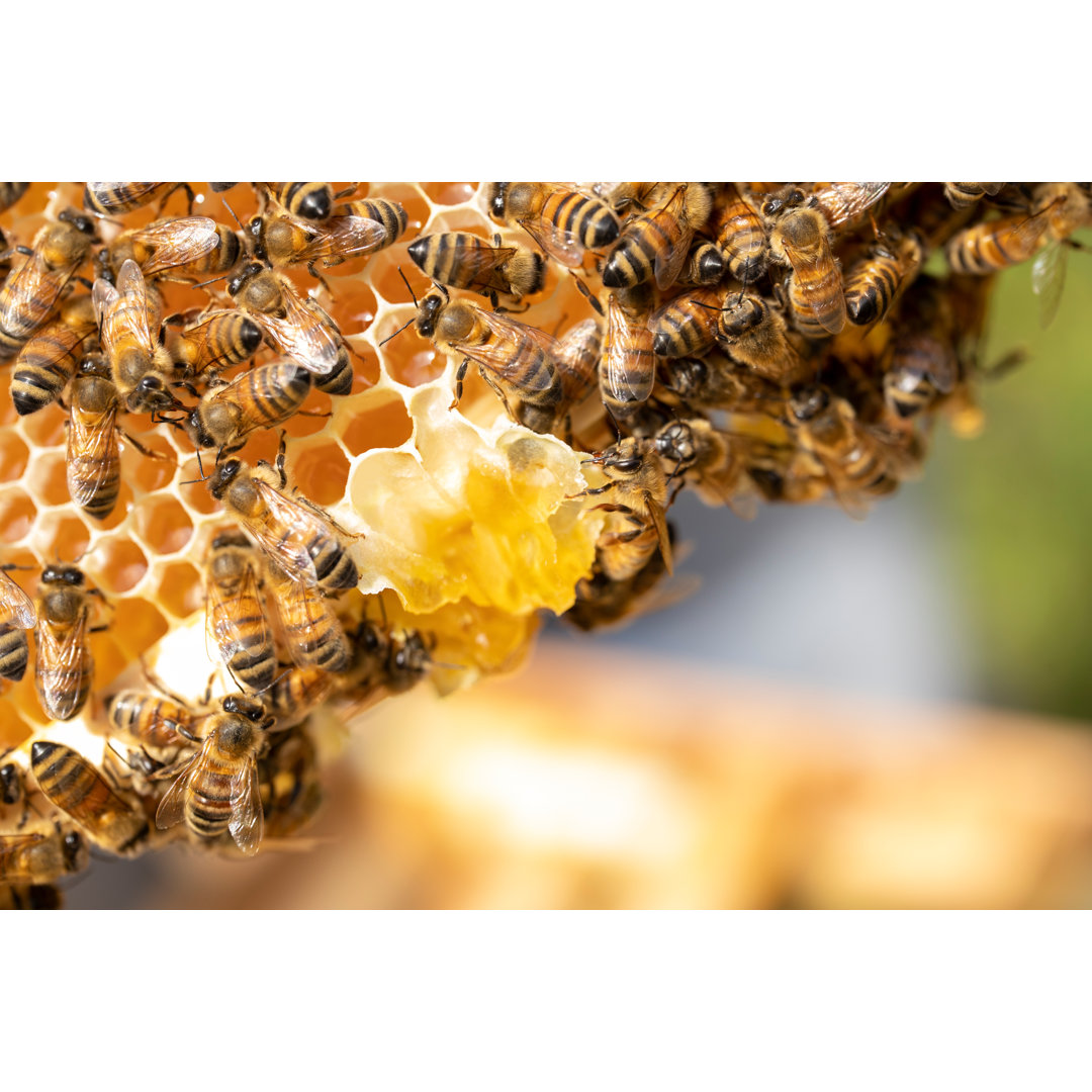 Nahaufnahme von Bienen von Daisy-Daisy - Fotografie ohne Rahmen auf Leinwand