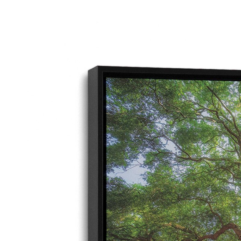 «Angel Oak Tree in Charleston» par Martin Podt, reproduction d'art, Toile avec cadre, Noir, L 48 x H 32