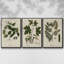 Knorr Shells & Coral VI, ensemble de 3 toiles encadrées sur toile-97792225-97792220