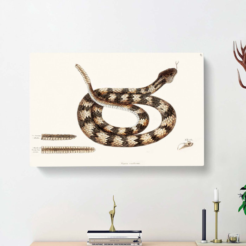 Rattlesnake by Mark Catesby - Wrapped Canvas, 40cm H x 60cm W x 3cm D