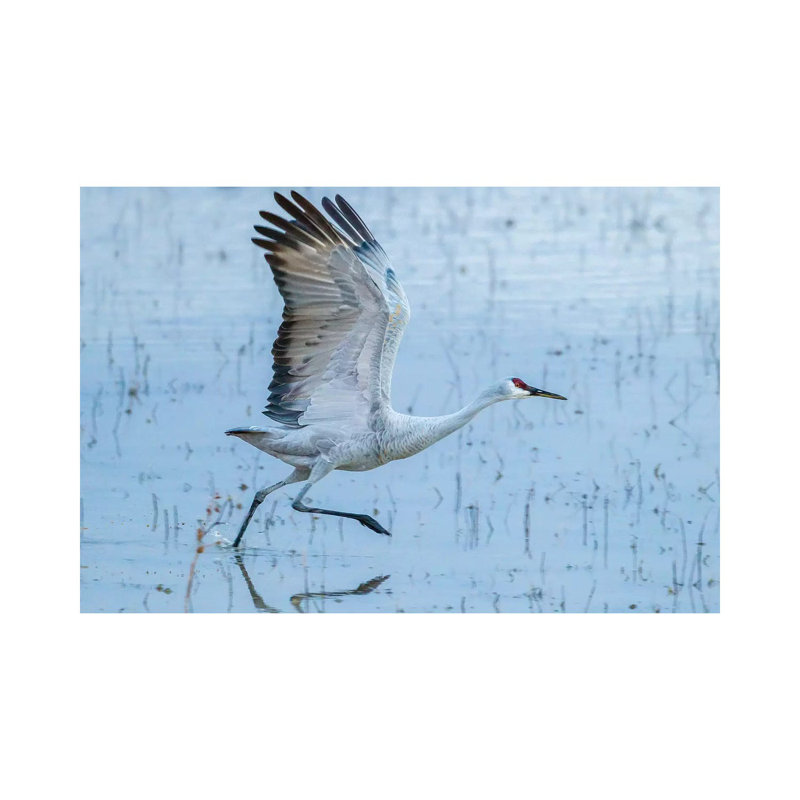 USA, New Mexico, Bosque Del Apache National Wildlife Refuge. Sandhill Crane Taking Flight. by Jaynes Gallery - Wrapped Canvas Gallery-Wrapped Canvas Giclée