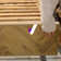 Addilyn Oriental Machine Woven Area Rug