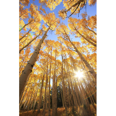" Forest Birch "