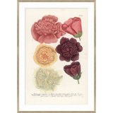 Botanicals Giclee Print by Soicher Marin Archives